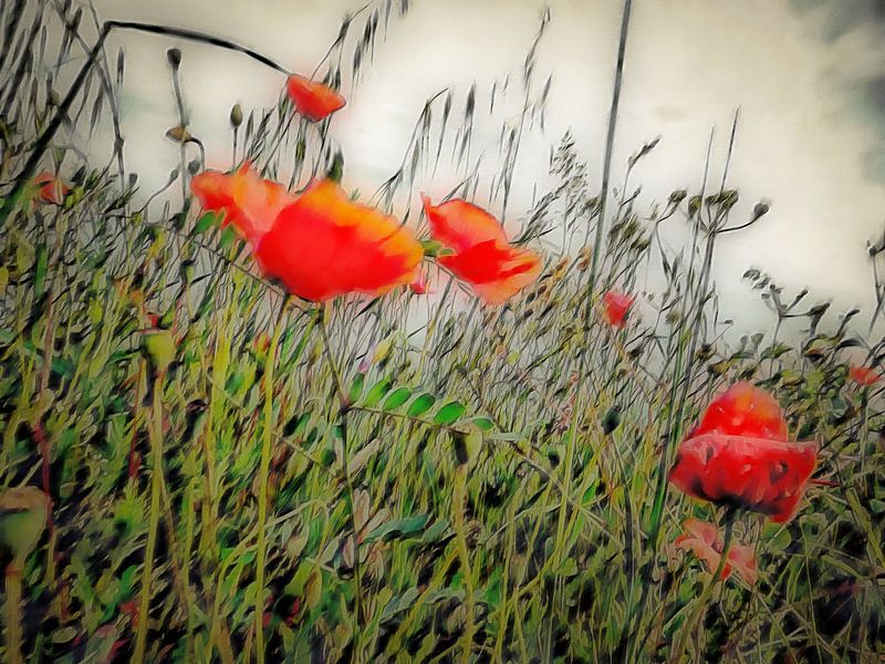 Sanfte Mohnblumen-Träume von Dorothy Berry-Lound