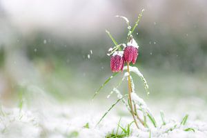 Schachblume, bedeckt mit Schnee