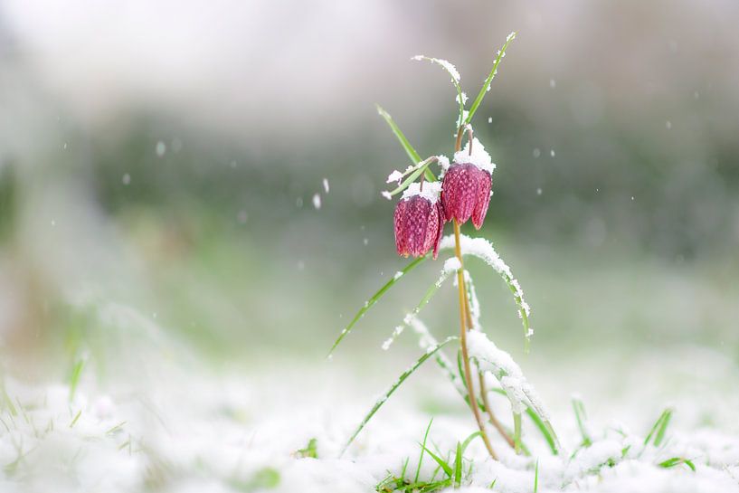 Snake's Head Fritillary covered in snow by Sjoerd van der Wal Photography