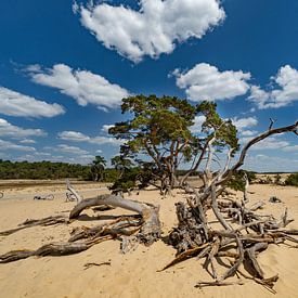 Summer in National Park De Hoge Veluwe by Laurens Kleine