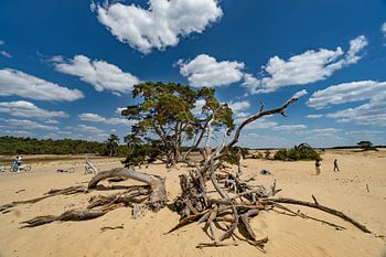 Sommer im Nationalpark De Hoge Veluwe