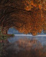 Autumnal avenue at Lake Baldeney in the morning mist