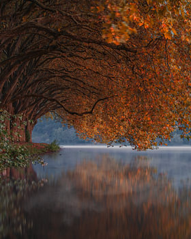 Allée automnale au bord du lac Baldeneysee dans la brume matinale