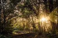 sunset in the forest