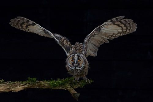 Long-eared owl by Petra Vastenburg