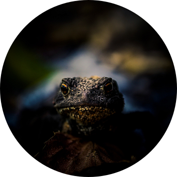 Elkaar in  de ogen aankijken