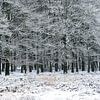 Sneeuw met bomen van Hans Hebbink