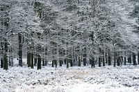 Neige et arbres