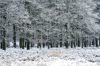 Schnee mit Bäumen