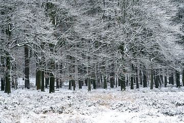 Sneeuw met bomen van Hans Hebbink