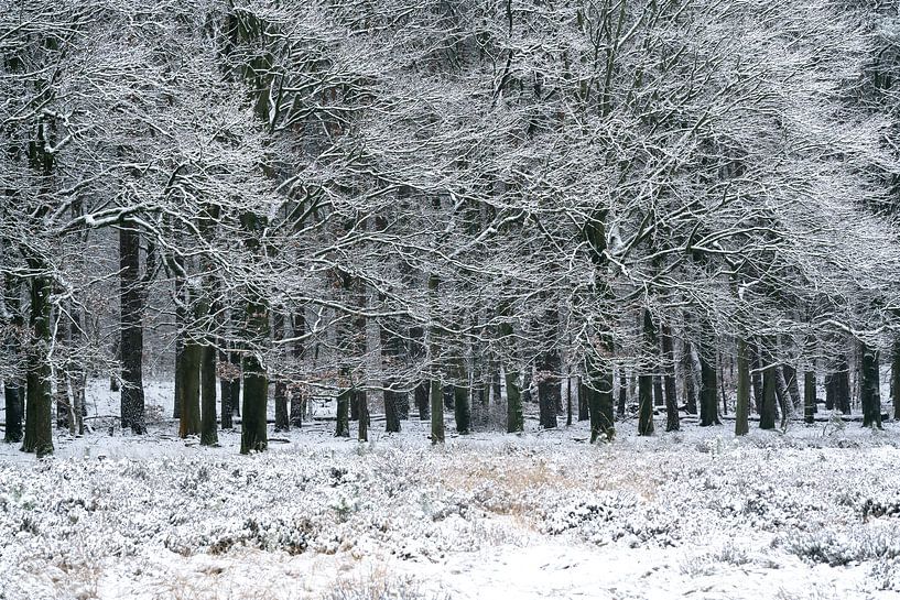 Neige et arbres par Hans Hebbink