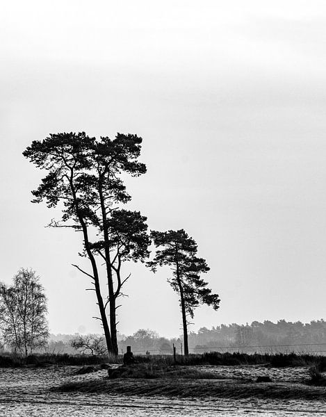 Loonse En Drunense Dunes by Roy IJpelaar