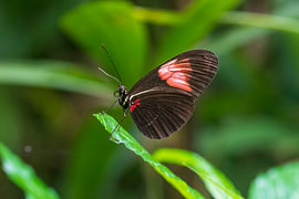 Schmetterling im Schmetterlingsgarten von Merijn Loch