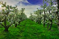 Bloesem in de perenboom