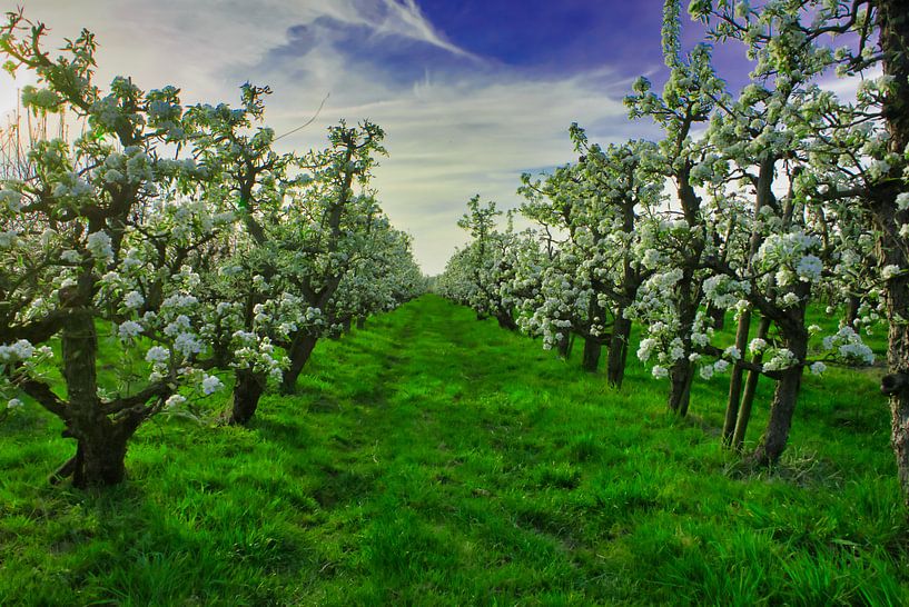 Bloesem in de perenboom by Bart Nikkels