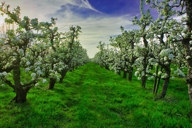 Bloesem in de perenboom van Bart Nikkels