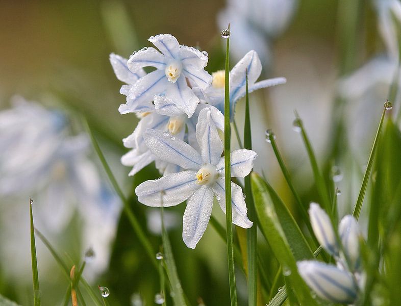Na de regen / after the rain by Carla Odink