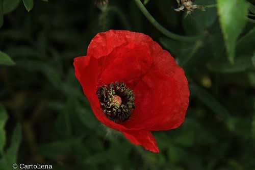 Mohn-Detail