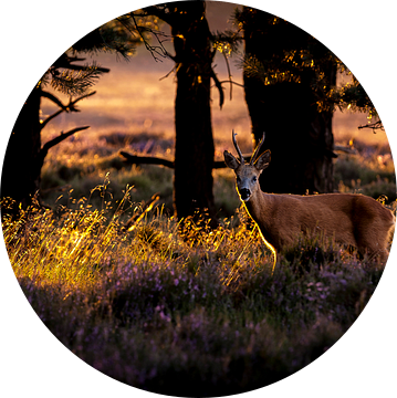 laatste licht in het bos van jowan iven