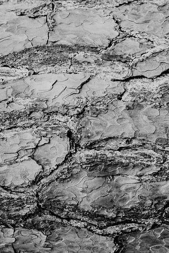 Texture de l'écorce d'un arbre en noir et blanc 2 | Photographie de nature, Abstrait sur Merlijn Arina Photography