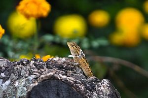 Tha Lizzard sur Dennis Timmer