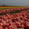 Production de bulbes (tulipes) sur la digue de la mer des Wadden sur Meindert van Dijk