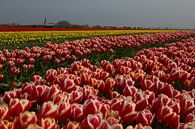 Blumenzwiebelproduktion (Tulpen) auf dem Wattenmeerdeich von Meindert van Dijk Miniaturansicht