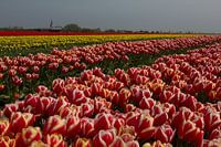 Bulb growing (tulips) on the Wadden Sea dike