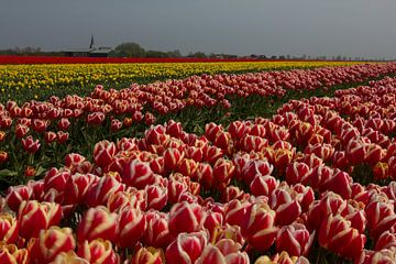 Bloembollenteelt (tulpen) aan de Waddenzeedijk