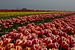 Bloembollenteelt (tulpen) aan de Waddenzeedijk von Meindert van Dijk