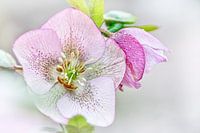 Colors of nature