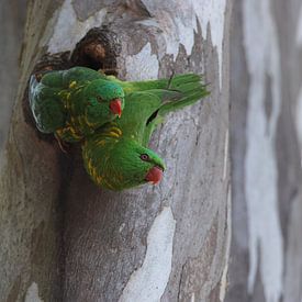 Un loriquet en broussaille sort de la grotte dans laquelle il s'est noyé, Queensland, Australie sur Frank Fichtmüller