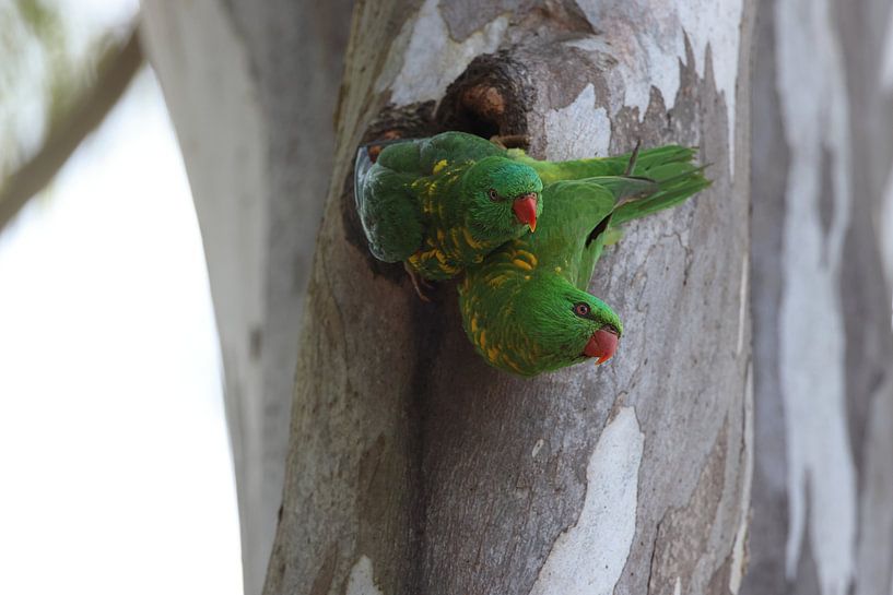 Scaly-breasted lorikeet looks out of the cave in which it bathed, Queensland, Australia by Frank Fichtmüller