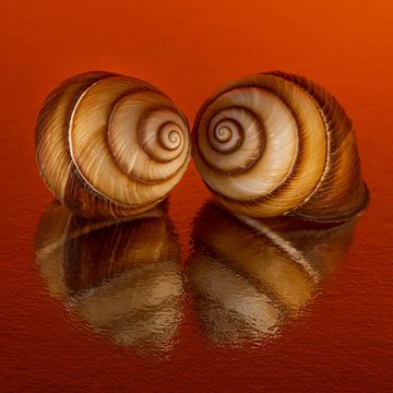 Cosy Orange: Samen in het warme oranje van Marjolijn van den Berg