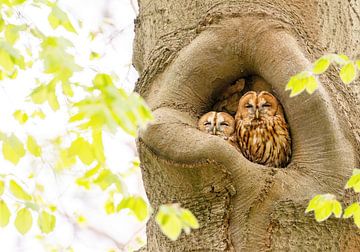 Two tawny owls in a burrow by Susanne Vedder