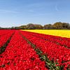 Field of tulips by DuFrank Images