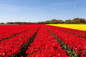 Field of tulips sur DuFrank Images