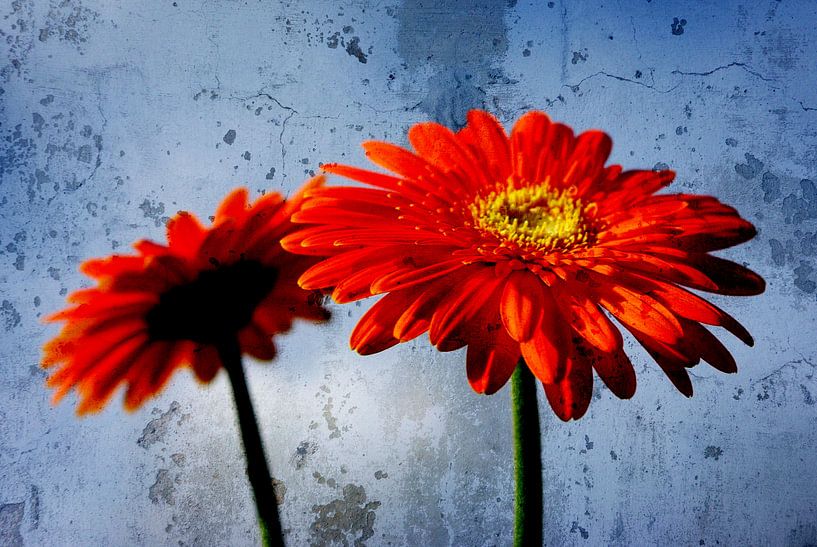 Gerbera von Gabi Siebenhühner