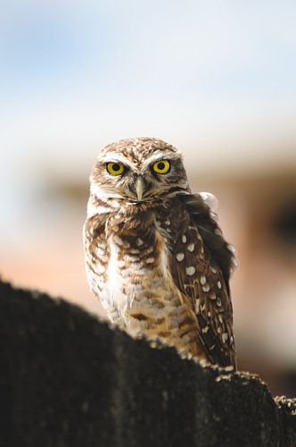 Hibou majestueux