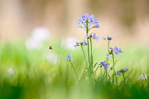 Pinksterbloemen van Teuni's Dreams of Reality