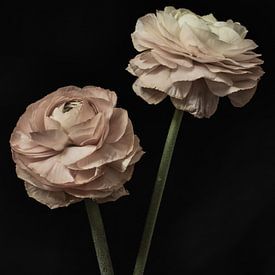 Ranunculus | beaux-arts photographie couleur nature morte | impression art mural sur Nicole Colijn