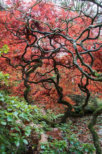 Japanse bomen in Nederlandse grond.