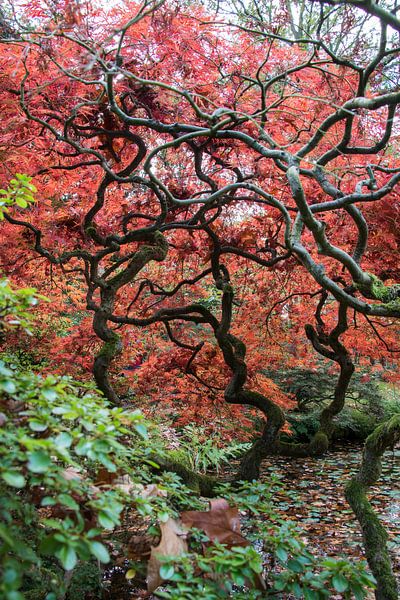 Japanse bomen in Nederlandse grond. van Aukelien Philips