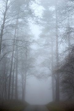 Mist in het Nunspeetse bos van Jenco van Zalk