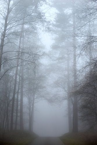 Fog in the Nunspeet forest