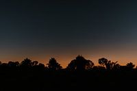 silhouette of trees in Portugal