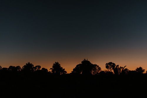 Silhouette von Bäumen in Portugal