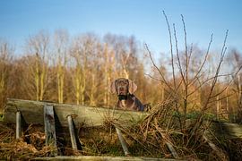 Stairway to heaven van Mogi Hondenfotografie