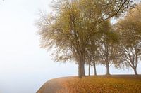 Herbstliches Laub am See.
