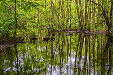 Landschap in de Mistdoorbraakvallei tussen Serrahn en Kuchelmi van Rico Ködder